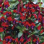 Unbranded Cuphea Tiny Mice Plants