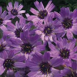 Unbranded Cupids Dart Catananche Seeds