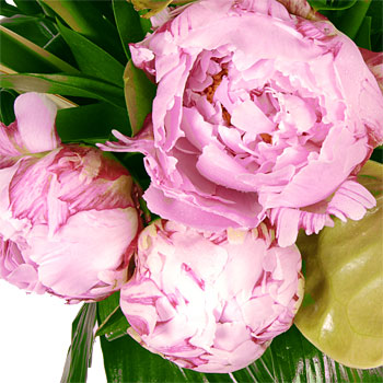 Unbranded Curcuma Peony Cube Arrangement - flowers