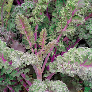 Unbranded Curly Kale Redbor F1 Seeds