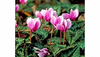Unbranded Cyclamen Bulbs - Collection
