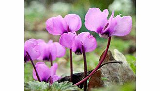 Unbranded Cyclamen Bulbs - Coum