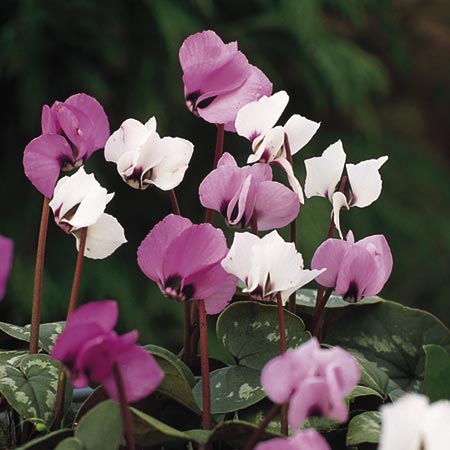 Unbranded Cyclamen Coum Hybrids Seeds 12 Seeds