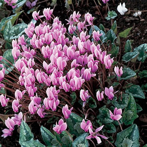 Unbranded Cyclamen Hardy  Hederifolium Winter Cheer Seeds