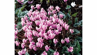 Unbranded Cyclamen hederifolium Seeds - Winter Cheer