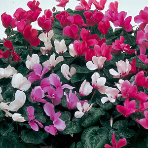 Unbranded Cyclamen Sweet Scented Mix Seeds