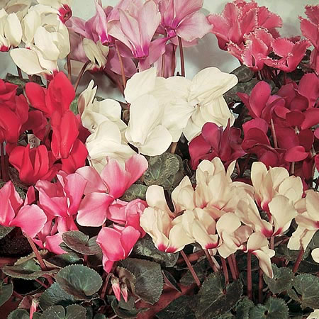 Unbranded Cyclamen Sweet Scented Seeds 12 Seeds