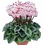 Unbranded Cyclamen Victoria Deco Mixed Plants