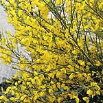 Unbranded Cytisus Allgold Plant