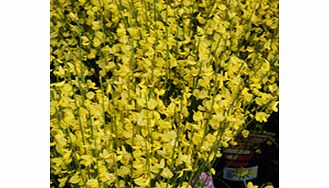 Unbranded Cytisus x Praecox Plant - Allgold