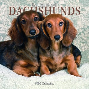 Dachshund - Longhaired Calendar