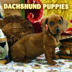Dachshund - Puppies Calendar
