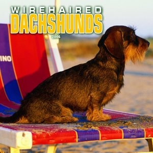 Dachshund - Wirehaired Calendar