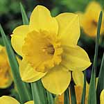Unbranded Daffodil - Carlton