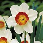 Unbranded Daffodil Aflame