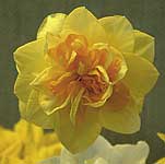 Unbranded Daffodil Apotheose