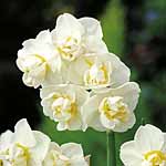 Unbranded Daffodil Cheerfulness