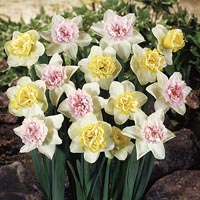 Unbranded Daffodil Colour Cupful