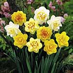 Unbranded Daffodil Double Collection