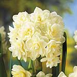 Unbranded Daffodil Early Cheer