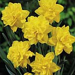 Unbranded Daffodil Golden Ducat
