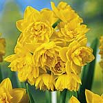 Unbranded Daffodil Golden Rain