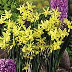 Unbranded Daffodil Hawera