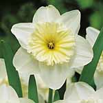 Unbranded Daffodil Ice Follies