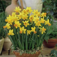 Unbranded Daffodil Jetfire