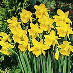 Unbranded Daffodil King Alfred