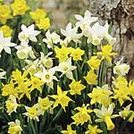 Unbranded Daffodil Miniature Mix