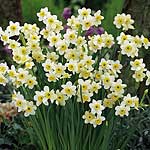 Unbranded Daffodil Minnow