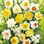 Unbranded Daffodil Mix