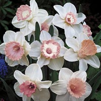 Unbranded Daffodil Pink Parade