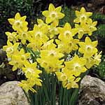 Unbranded Daffodil Pipit