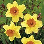 Unbranded Daffodil Standard Collection
