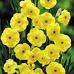 Unbranded Daffodil Sundisc