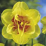 Unbranded Daffodil Tahiti