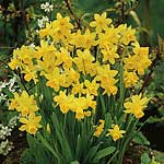 Unbranded Daffodil Tete-A-Tete