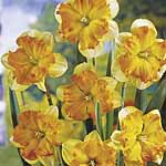 Unbranded Daffodil Tritomba