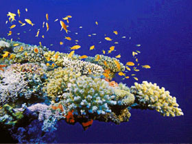 Unbranded Dahab diving holiday, Egypt