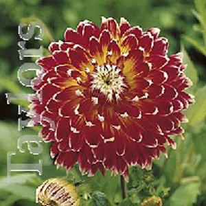 The beautifully textured dinnerplate flowers of the Dahlia Akita are real showstoppers. With dark re