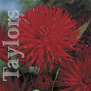 The Apache produces medium sized red-fringed blooms.