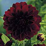 Unbranded Dahlia Arabian Night 224453.htm