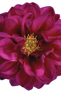 Unbranded Dahlia Bahamas x 5 plants