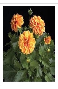 Unbranded Dahlia Barbados x 5 young plants