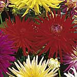 Amongst the most dramatic of dahlias  cactus-flowered types bear large heads of narrow  pointed peta