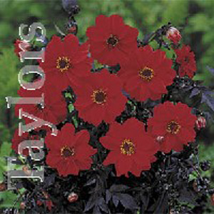 An RHS Award of Garden Merit winner  this old favourite produces vibrant red semi-double blooms.