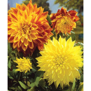 This Dahlia is a classic combination of striking mixtures and blends for the perfect summer garden.
