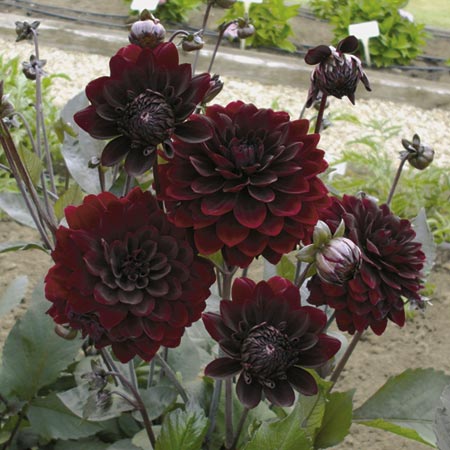 Unbranded Dahlia Chocolate Plants Pack of 3 Pot Ready Plants
